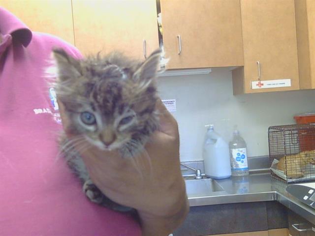 Adoptable Cat
