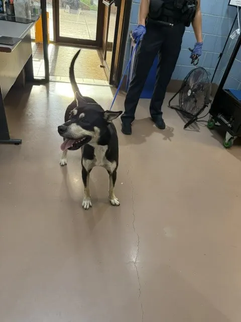 Adoptable Dog