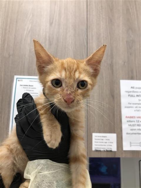 Adoptable Cat