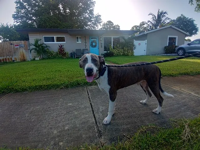 Adoptable Dog