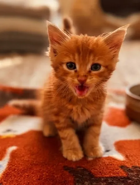 Adoptable Cat