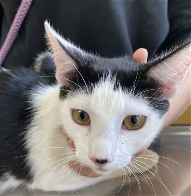 Adoptable Cat