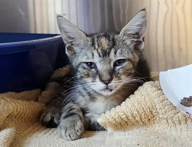 Adoptable Cat