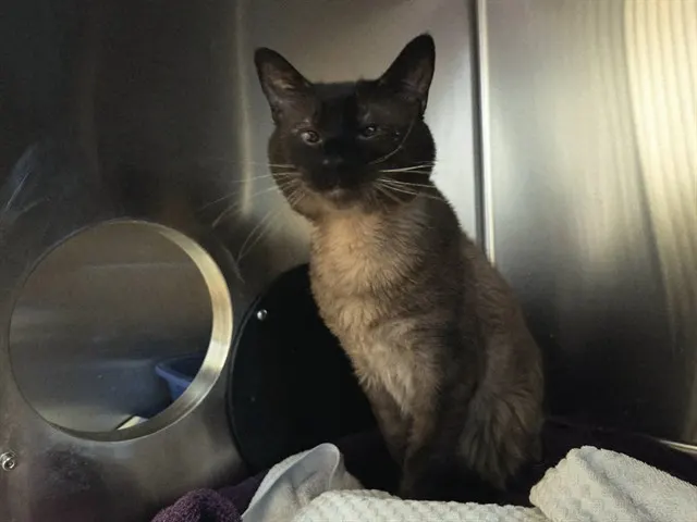 Adoptable Cat
