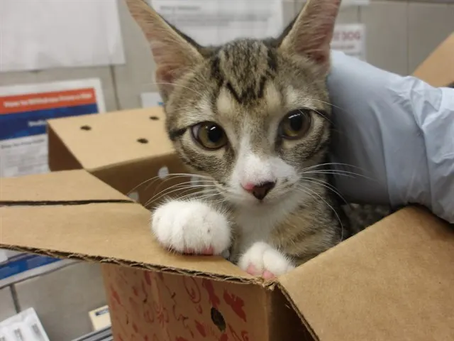 Adoptable Cat