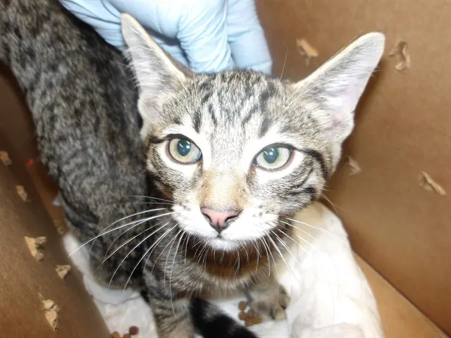 Adoptable Cat