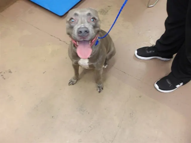 Adoptable Dog