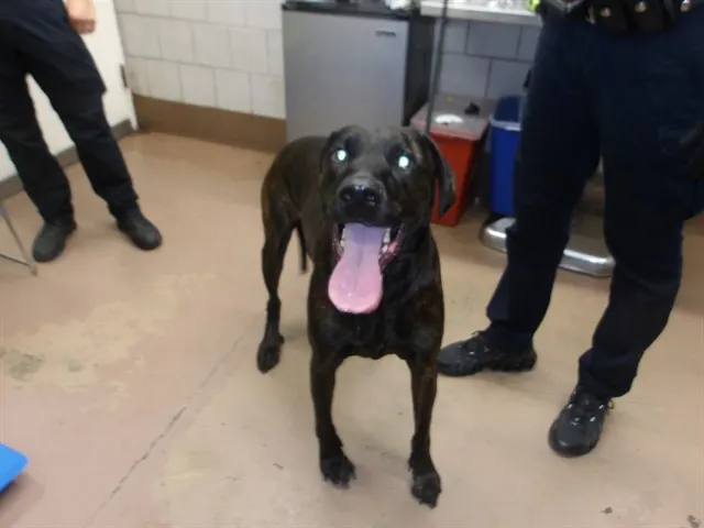 Adoptable Dog