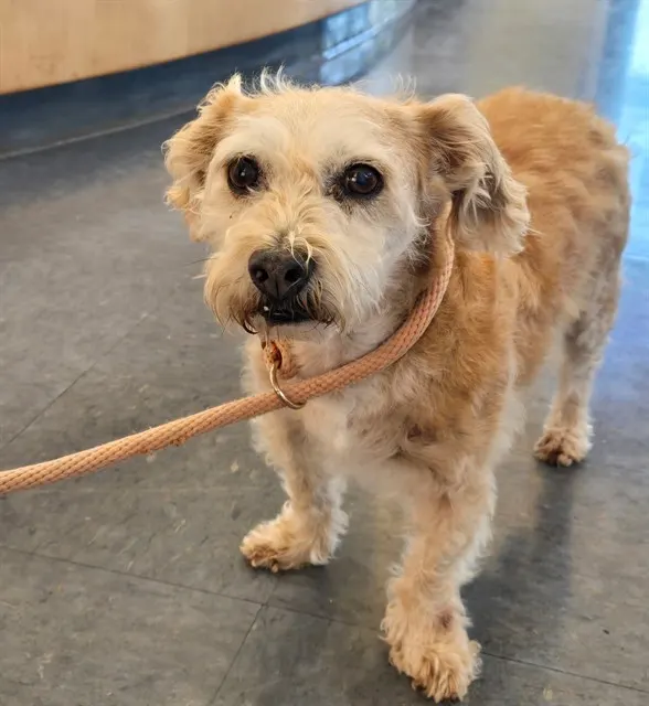 Adoptable Dog