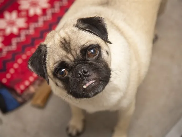 Frank