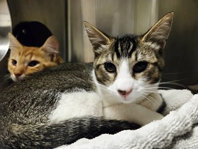 Adoptable Cat