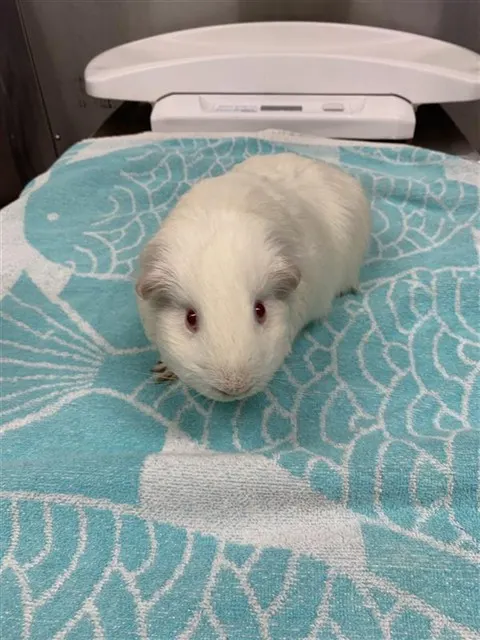 Ted