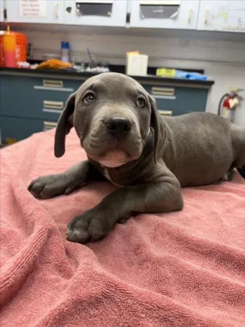 Adoptable Dog
