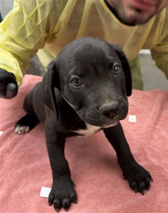 Adoptable Dog