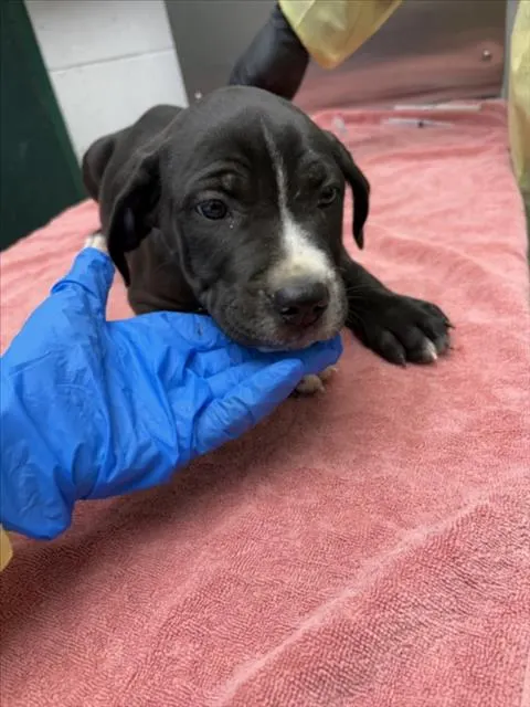 Adoptable Dog