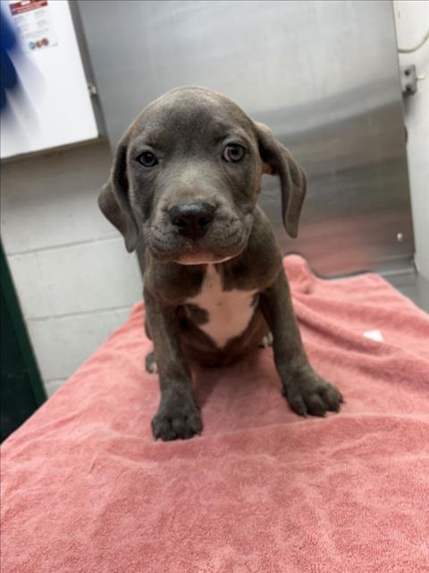Adoptable Dog