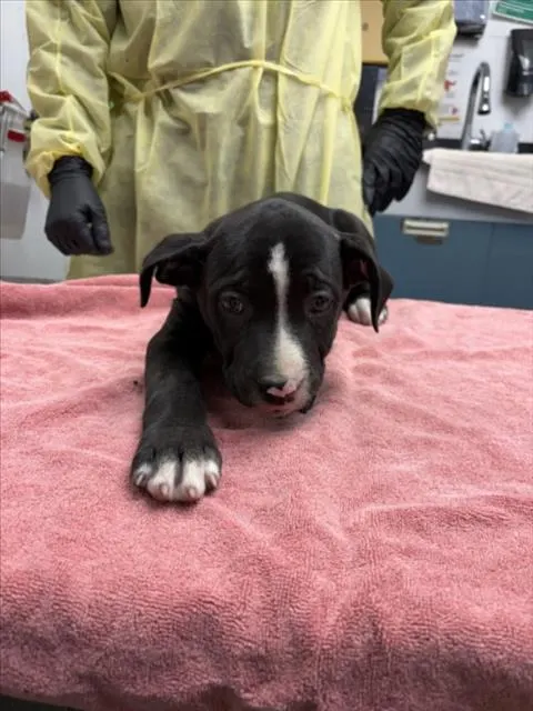 Adoptable Dog