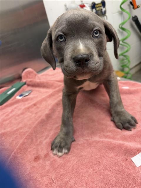 Adoptable Dog