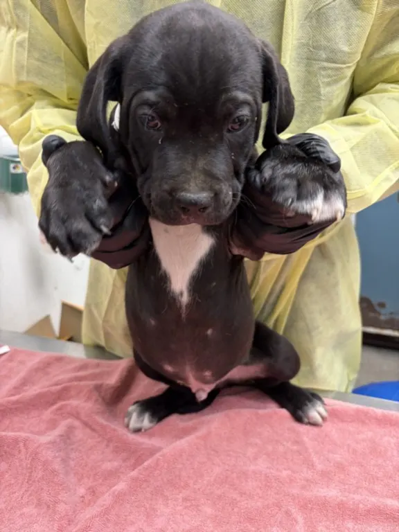 Adoptable Dog