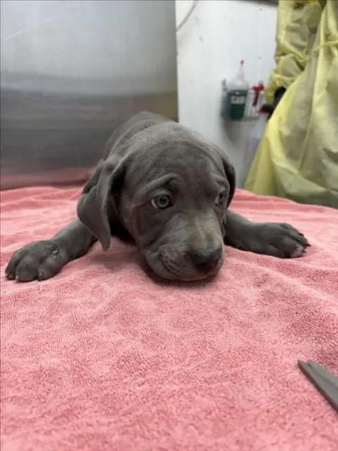 Adoptable Dog