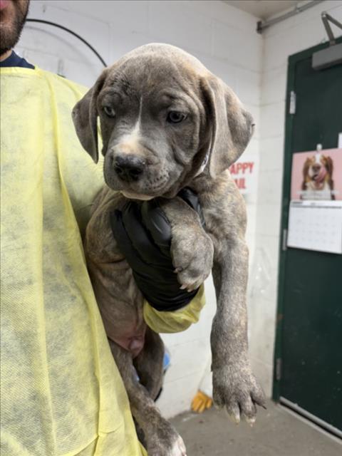 Adoptable Dog