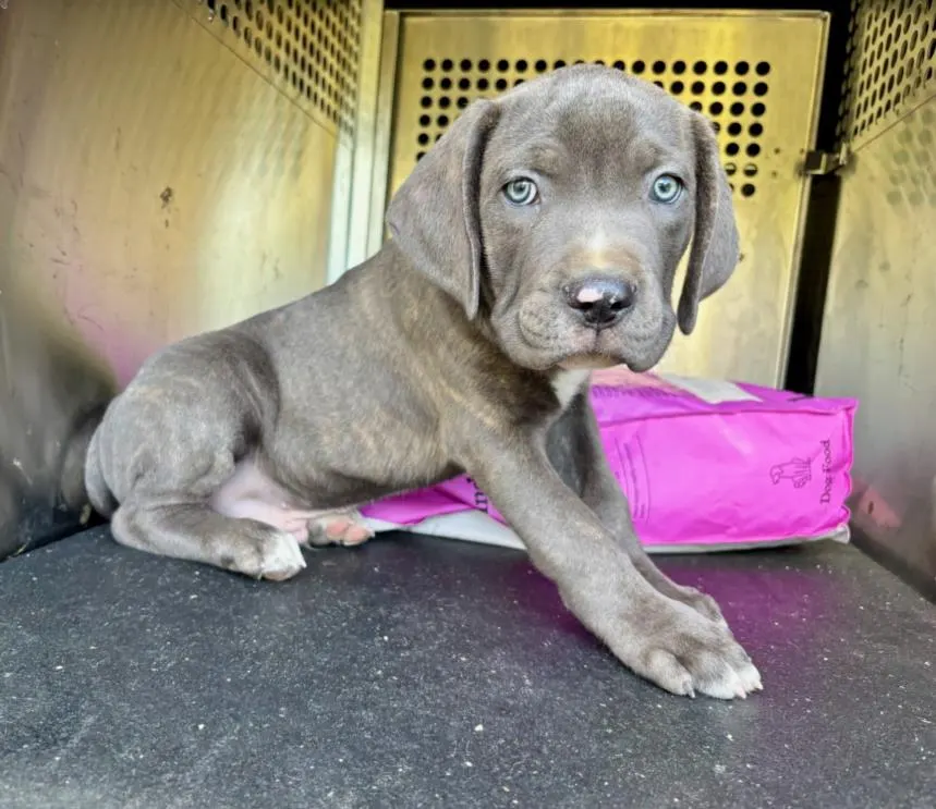 Adoptable Dog