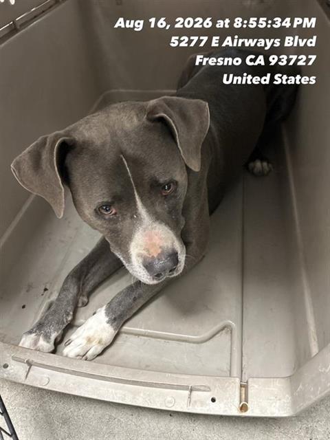 Adoptable Dog