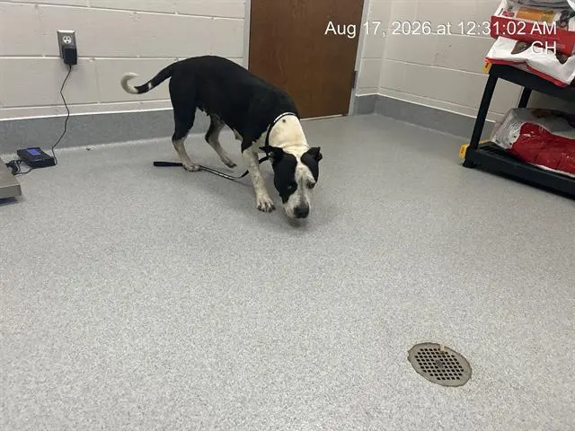 Adoptable Dog
