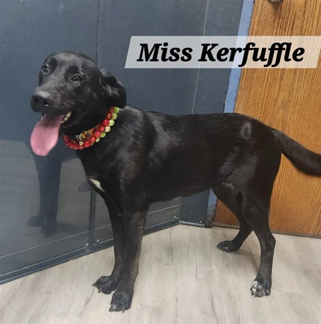 Miss Kerfuffle