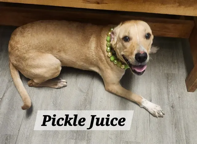 Pickle Juice