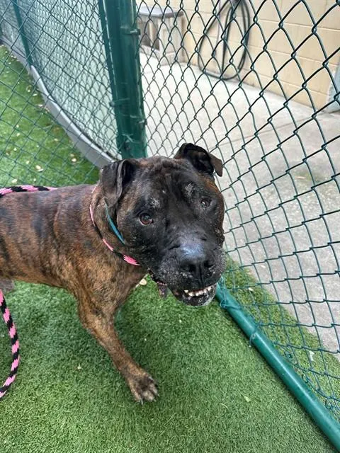 Adoptable Dog