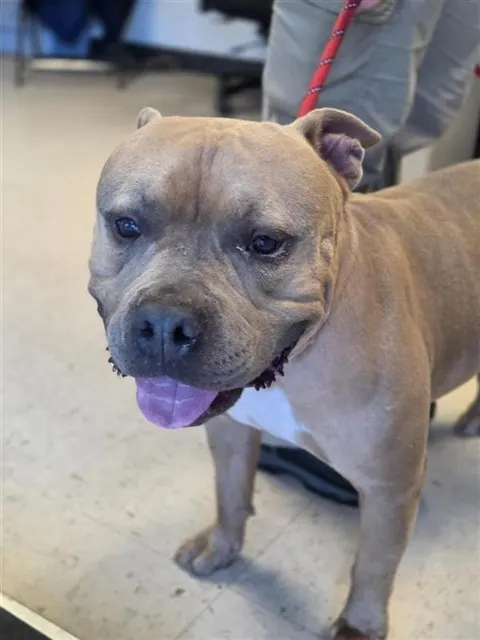 Adoptable Dog