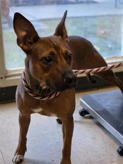 Adoptable Dog