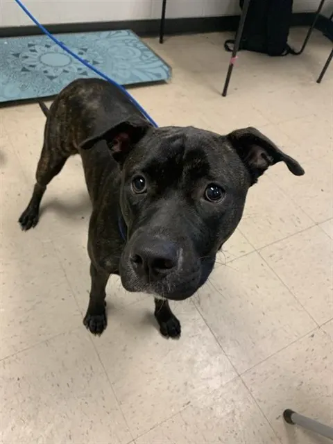 Adoptable Dog