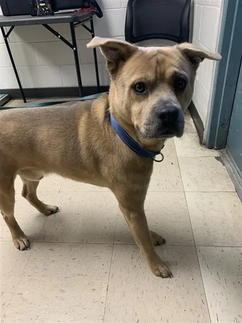 Adoptable Dog