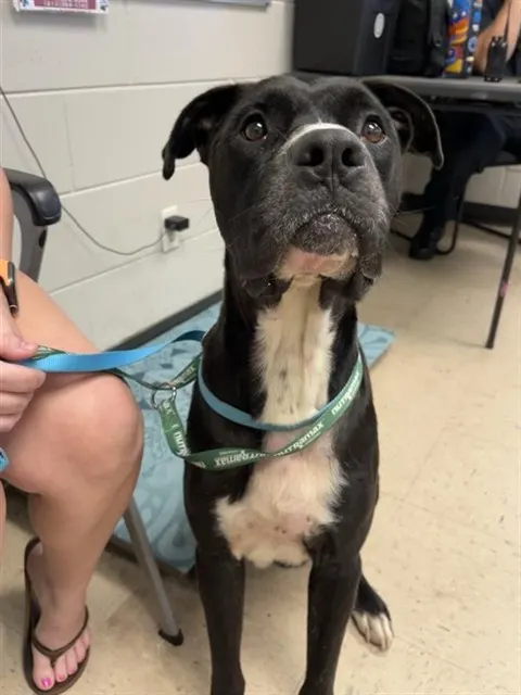 Adoptable Dog