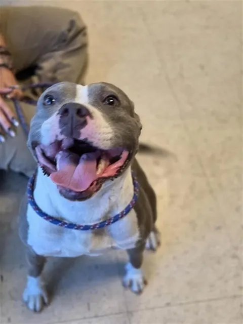 Adoptable Dog