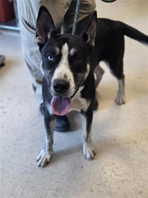 Adoptable Dog