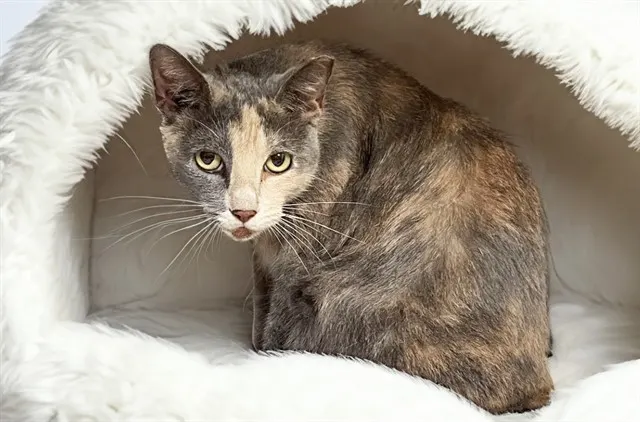 Stray Not Available