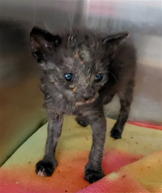 Adoptable Cat