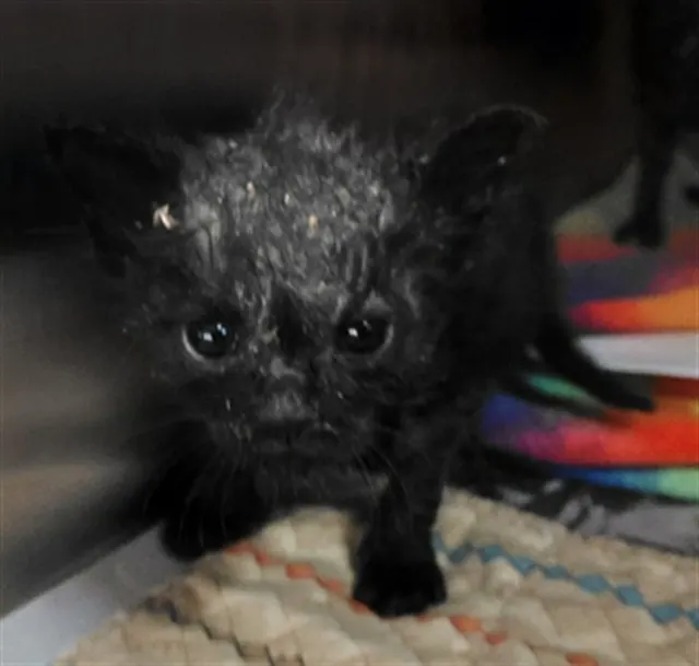 Adoptable Cat