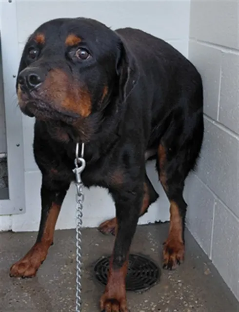 Adoptable Dog