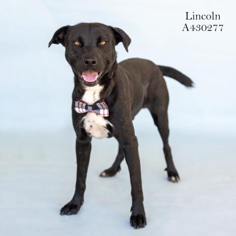 Lincoln