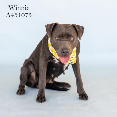 Winnie