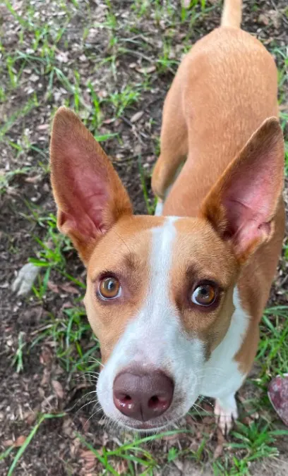 Adoptable Dog