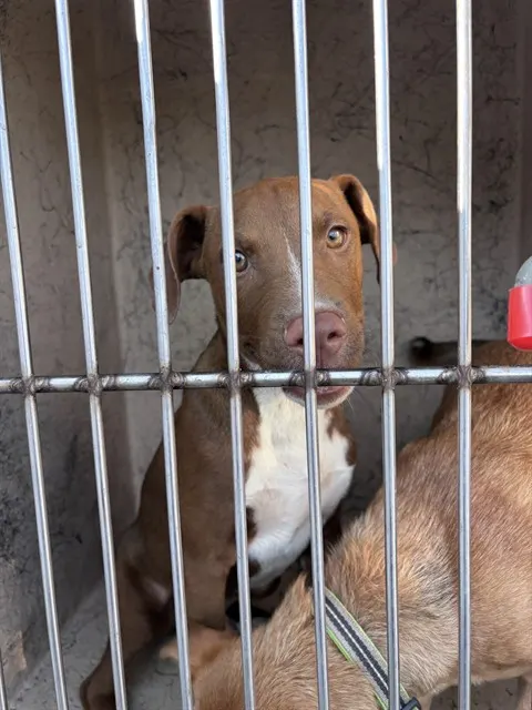 Adoptable Dog