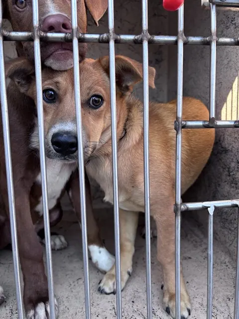 Adoptable Dog