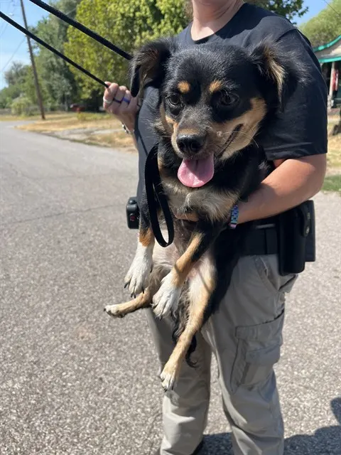 Adoptable Dog