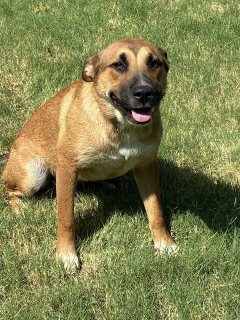 Adoptable Dog