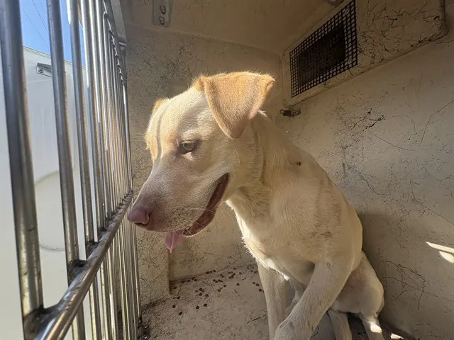 Adoptable Dog